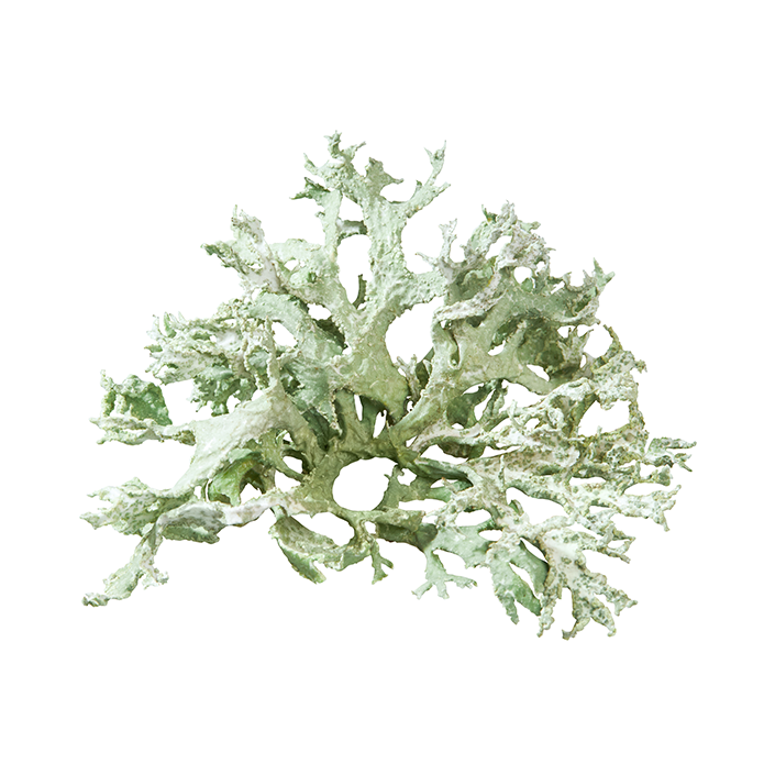 Oak moss