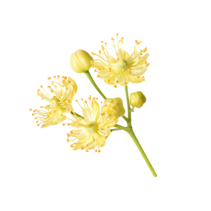 Small-leaved linden