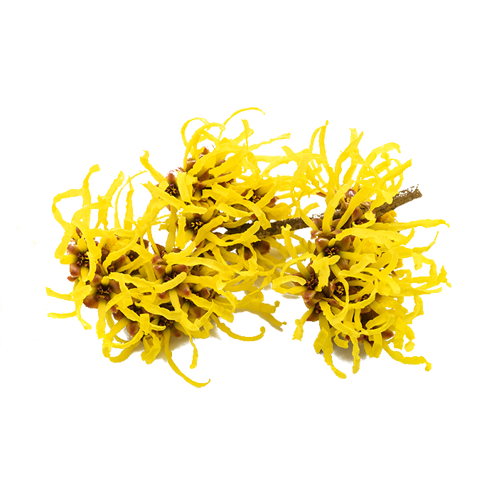 Witch hazel